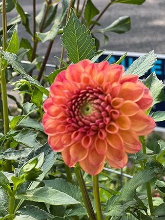 Red dhalia